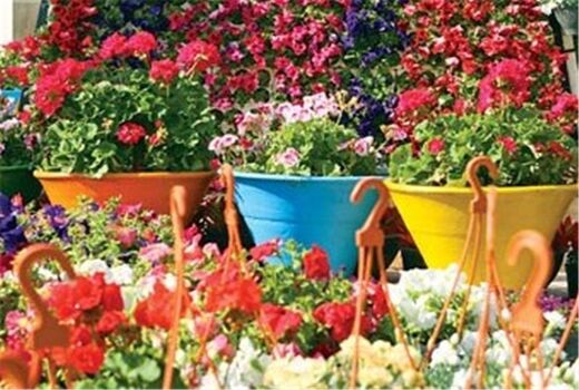 اشتغالزایی با پرورش گل‌های زینتی در اصفهان