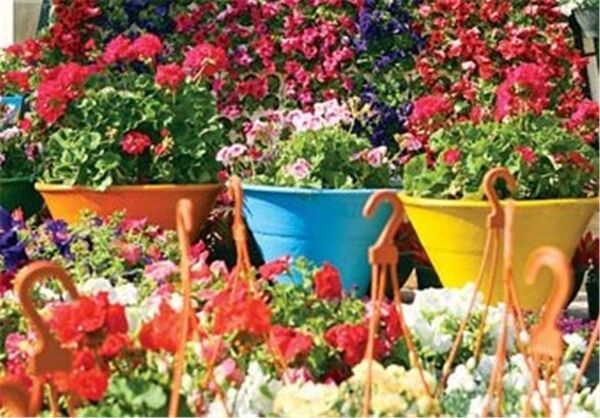 اشتغالزایی با پرورش گل‌های زینتی در اصفهان