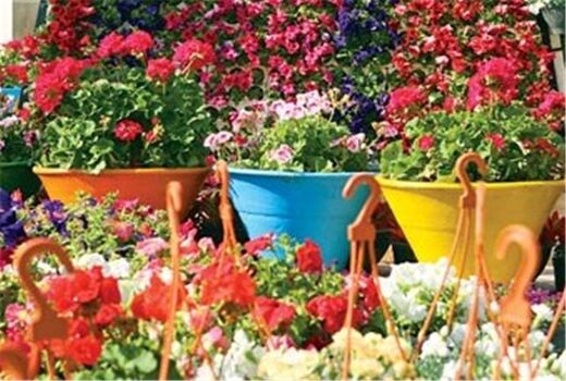 اشتغالزایی با پرورش گل‌های زینتی در اصفهان