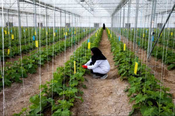 تغییر ساختار سازمان حفظ نباتات امنیت غذایی را با چالش مواجه میکند