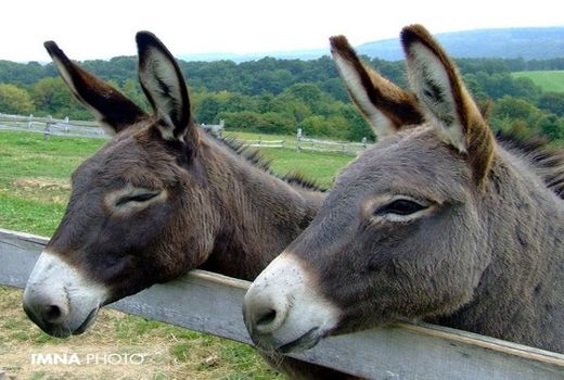 تجارت داغ در صنعت پرورش الاغ