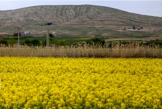 ۹۵ درصد مطالبه کلزاکاران خراسان شمالی پرداخت شد