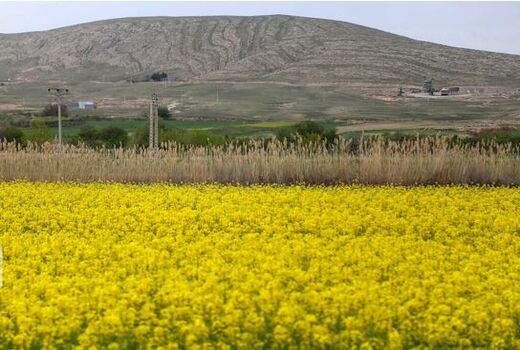 ۹۵ درصد مطالبه کلزاکاران خراسان شمالی پرداخت شد