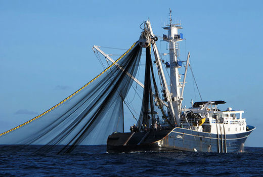 فعالیت دوباره ۲۱ کشتی صید صنعتی استان بوشهر در دست بررسی است