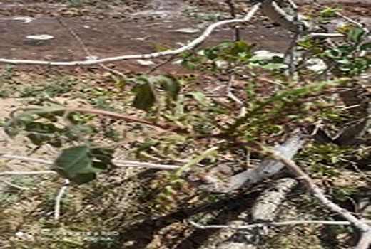 خسارت سرمای بهاره به باغات پسته شهرستان انار