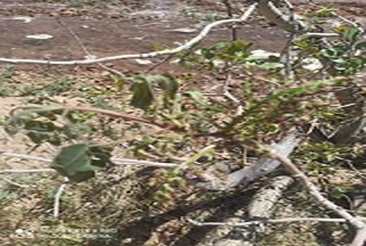 خسارت سرمای بهاره به باغات پسته شهرستان انار