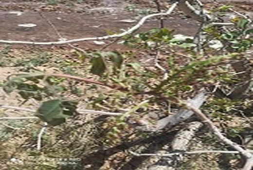 خسارت سرمای بهاره به باغات پسته شهرستان انار