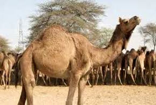 اجرای هاب شتر در قطب پرورش شتر