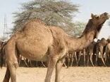 استقبال از پرورش شتر در استان هرمزگان