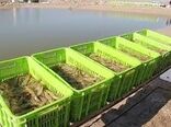 ذخیره سازی بیش از 130 میلیون قطعه بچه میگو در مزارع خوزستان