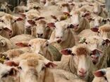 تهاتر دام سبک با نهاده در قالب تولید قراردادی آغاز شده است