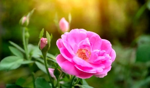  تولید بیش از ۴ هزار تن گل محمدی در باغات استان آذربایجان شرقی