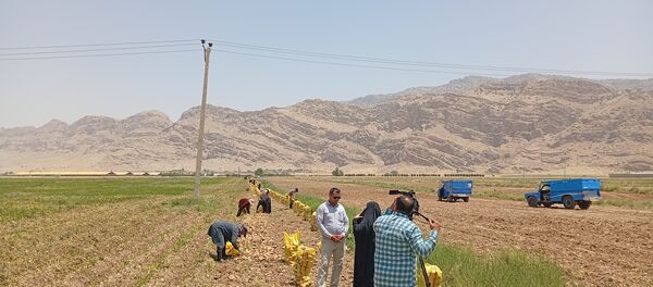 آغاز برداشت سیب زمینی در باغملک