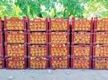 ۱۵ هزار تن زردآلو در ابرکوه برداشت شد
