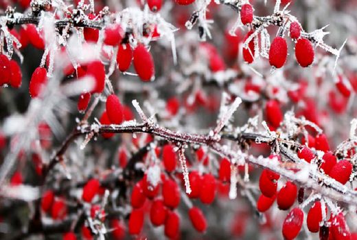 تهدید محصولات کشاورزی استان اصفهان با سرمازدگی