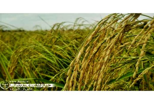 ظهور خوشه برنج در 90 هزار هکتار شالیزار مازندران