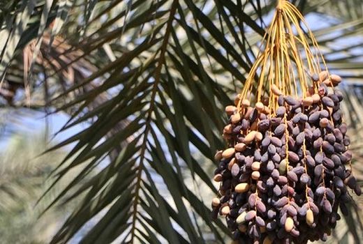 خرید توافقی خرمای استعمران خوزستان توسط سازمان مرکزی تعاون روستایی ایران