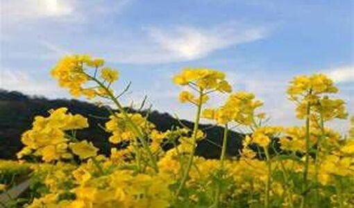 مدیران بخش کشاورزی در شرایط جنگی چه نقش و مسئولیتی دارند/ 10 توصیه کلیدی