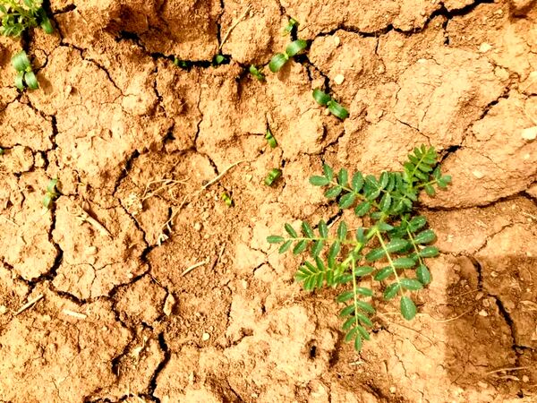 کشت نخود دیم در سطح 22 هکتار از اراضی کشاورزی دستنا