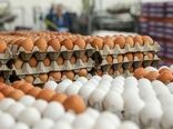 تخم مرغ در بازار هست اما خریداری ندارد