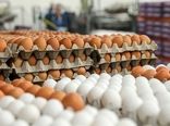 تخم مرغ در بازار هست اما خریداری ندارد