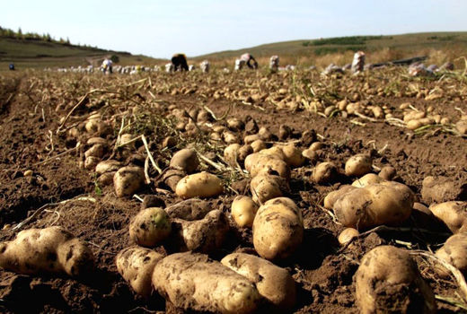  تولید 285 هزار تن محصول سیب زمینی در استان آذربایجان شرقی