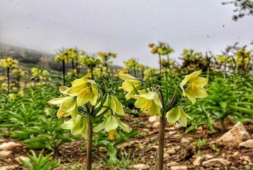 جلوه‌نمایی لاله‌های واژگون در دشت‌های خراسان شمالی