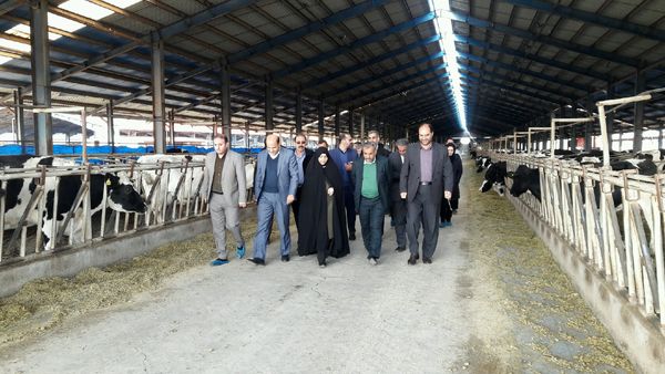 استاندار قزوین از یک واحد پرورش  گاو شیری در بوئین زهرا بازدید کرد 