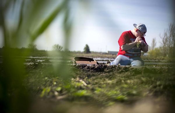مزرعه درمانی در امریکا/ مبتلایان به اوتیسم در مزرعه، درس زندگی می‌آموزند/ کشاورزی، اعتماد به نفس و تعامل بیشتر پیشکش کرد
