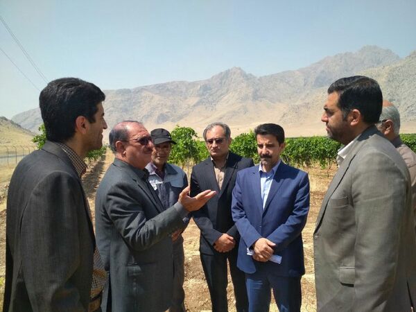 باغات مدرن تنگ کنشت از نمادهای اقتصاد مقاومتی در استان کرمانشاه 