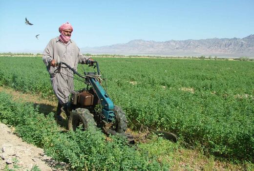 یک میلیون و 700 هزارتن علوفه در سیستان و بلوچستان تولید شد