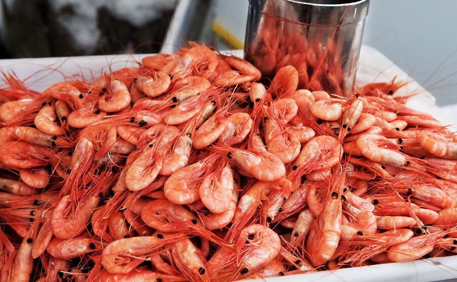 ارمغانی از گواتر برای صادرات به کشورهای مختلف دنیا