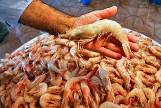 صادرات 510 میلیون دلار میگو در سال گذشته