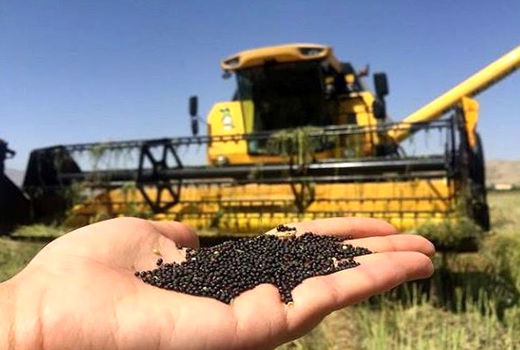 ‌مطالبات کلزاکاران آذربایجان شرقی به‌طور کامل پرداخت شد