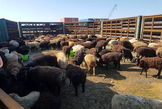 توقف صادرات دام زنده از کشور