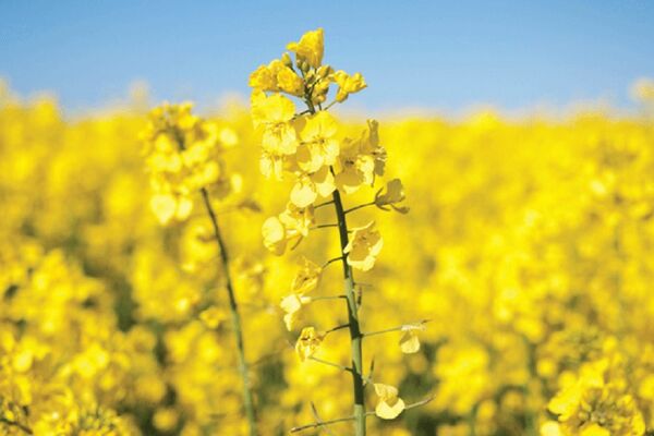 افزایش 8 برابری میزان خرید تضمینی کلزا در آذربایجان غربی