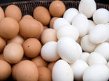 دولت تعرفه واردات تخم مرغ را به 5 درصد کاهش داد/ گلایه مدیرعامل اتحادیه میهن از کم لطفی در حق تولید کنندگان تخم مرغ