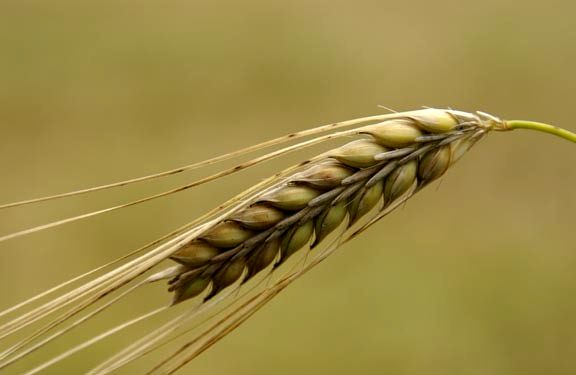 بیش از 2000 تن گندم خرید تضمینی شد