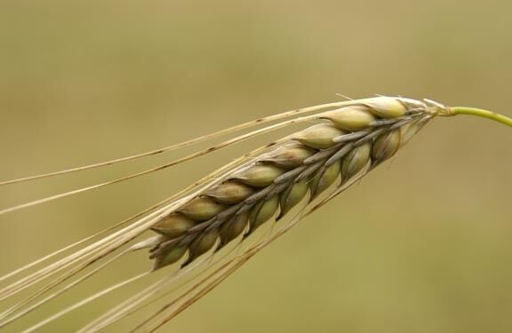 بیش از 2000 تن گندم خرید تضمینی شد
