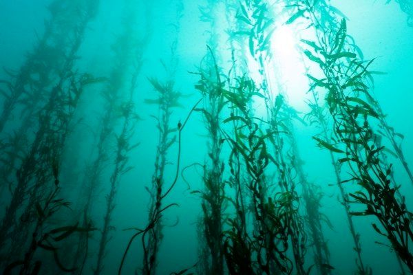 6 سند ملی برای جلبک و گیاهان آبزی تدوین شد/ تولید صدف خوراکی با همکاری متخصصان ایتالیایی