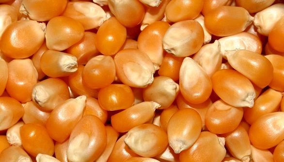 جزئیات طرح خرید تضمینی ذرت و جو/ اعلام قیمتهای مصوب خرید
