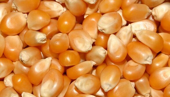 جزئیات طرح خرید تضمینی ذرت و جو/ اعلام قیمت‌های مصوب خرید