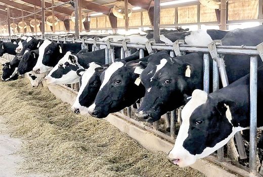 صنعت دامپروری در تنگنای نهاده، خشکسالی و نقدینگی/ سیاست‌های حمایتی اصلاح شوند