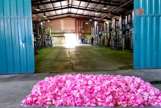 بازدید وزیر جهاد کشاورزی از خط سوم گلاب زهرا