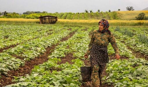 فعالیت ۶.۵ میلیون زن روستایی در خط مقدم امنیت غذایی کشور/جهان بدون میراث ناملموس، جهانِ تباهی است