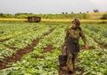 فعالیت ۶.۵ میلیون زن روستایی در خط مقدم امنیت غذایی کشور/جهان بدون میراث ناملموس، جهانِ تباهی است