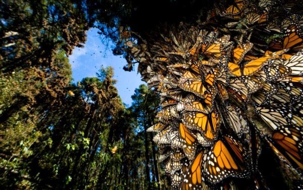 تغییر قلمرو حشرات تحت تأثیر آب و هوا