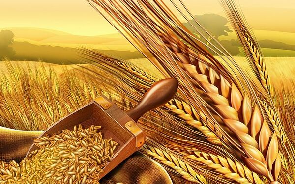 خوشه‌هایی که خوش درخشیدند