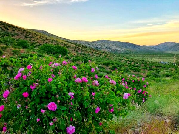 آغاز برداشت از بزرگترین دشت گل محمدی دیم جهان