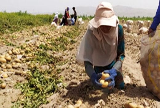آغاز برداشت سیب زمینی در شهرستان حاجی آباد